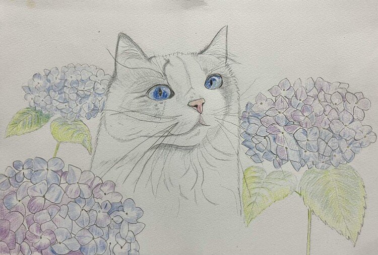 猫の絵 - 色鉛筆画｜まる｜note