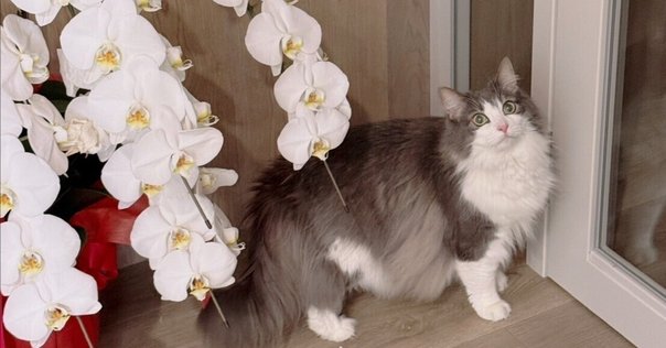MeowEver 2 ＆ MeowEver Little 本物の猫と暮らすような体験が