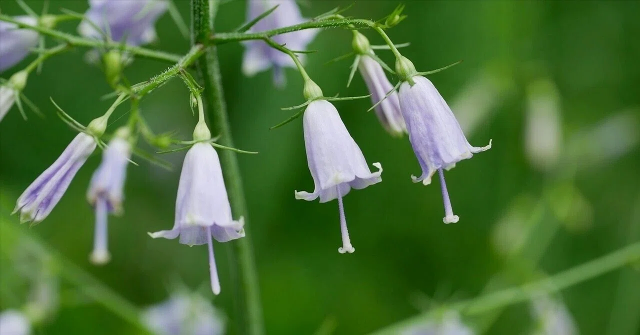 山野草　超希少白花　エゾツツジ　Ｅ エゾツツジ 山野草 白花エゾツツジ 白花 超希少純白花 A 今日の山野草