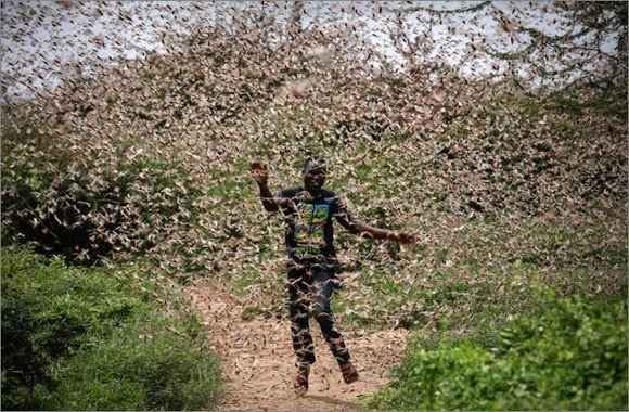 9 サバクトビバッタ襲来 中国は蝗害に見舞われるのか 丸武群 峮峮 チュンチュン 応援note Note