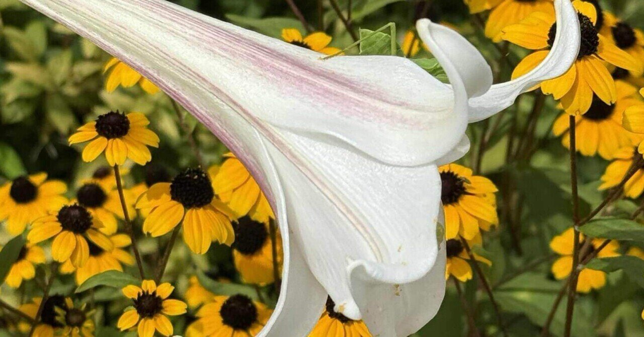 残暑の、野に咲く百合の花/僕の秘密の花園｜編集者・アート