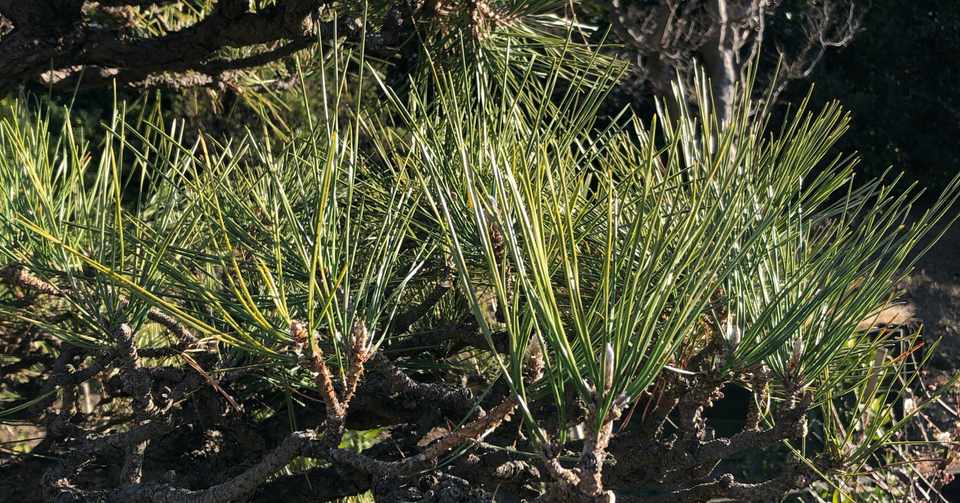 庭木にオススメ オススメじゃない木 中木編 ウィズ ツリー Note