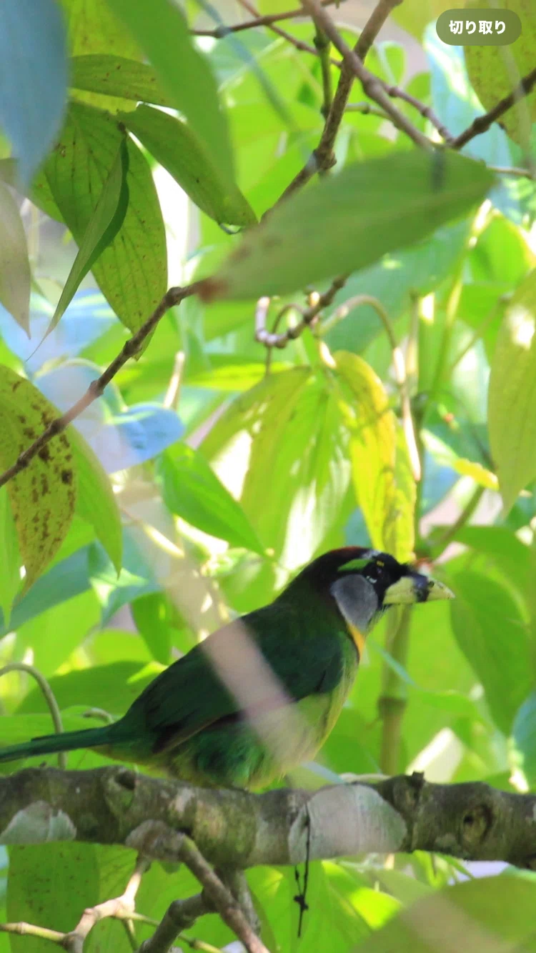 [Solo Travel Abroad] Malaysia/Fraser's Hill/Birds｜旅する定点観測室