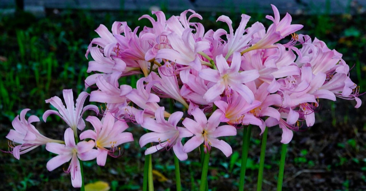 大棗「水仙」浅野 紫仙 作 紫色の水仙の花、2022、植物、5K、クローズアッププレビュー