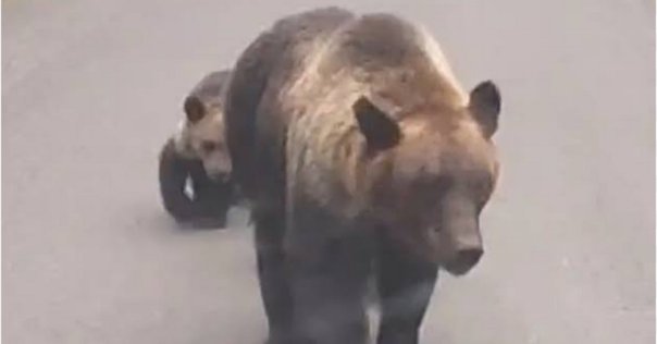 ヒグマ Amazon | JXK 1/6 サイズ ヒグマ 大きい 動物 リアル フィギュア