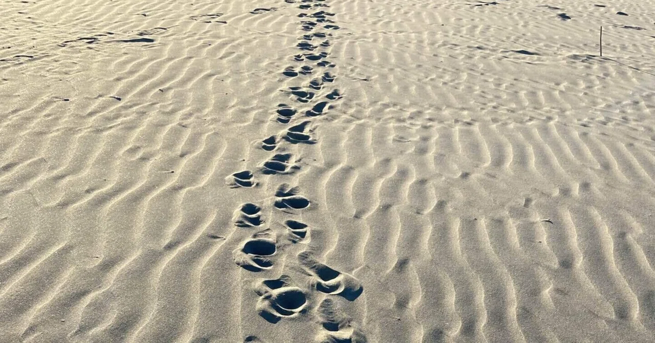Look forward and walk. Step by step.｜ももんが