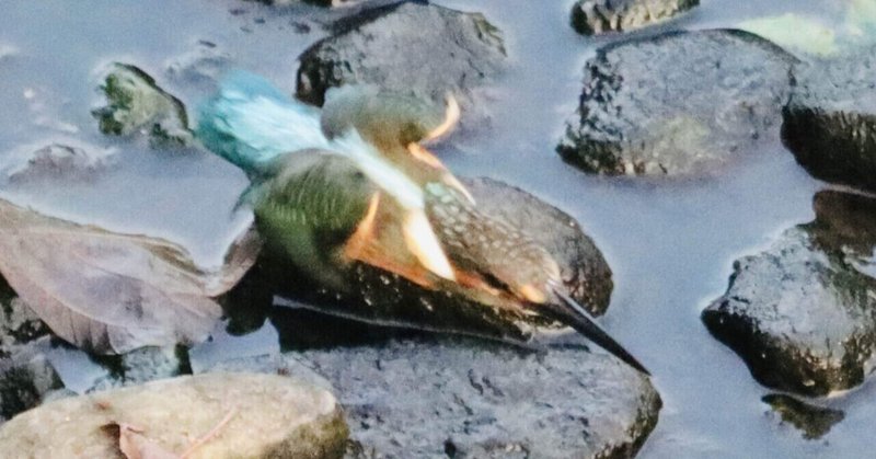 カワセミの自然な繁殖戦略だった！