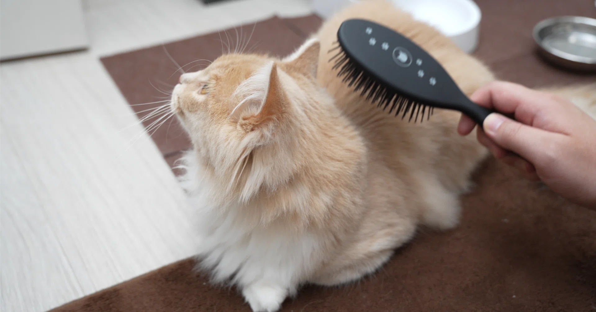 一人暮らしで猫飼って後悔してる人へ。僕が育猫ノイローゼになりかけた