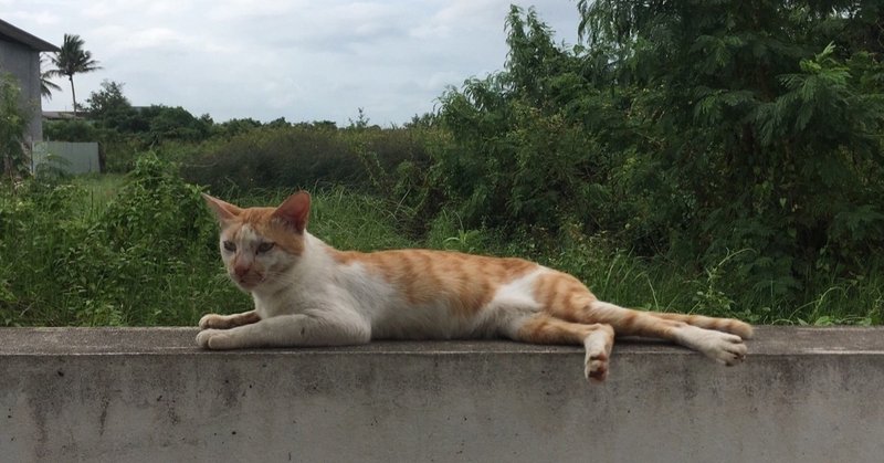 年収が高いから本を読む 本を読むから年収が高い せりちゃん Note