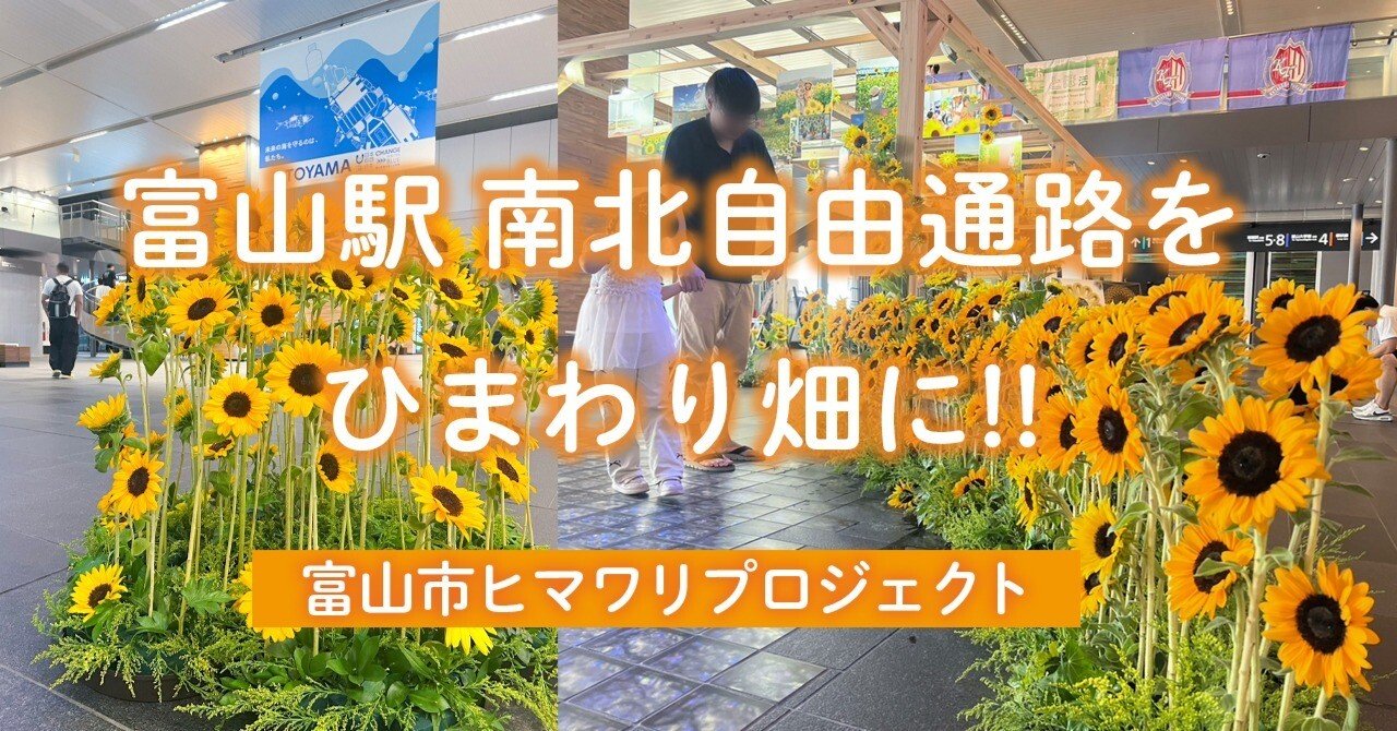 みんなで咲かせたひまわり ― 富山市「ヒマワリプロジェクト」に参加