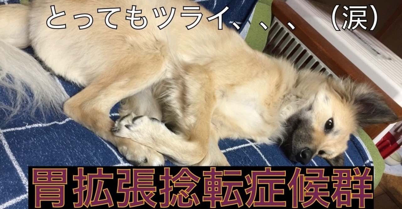 胃拡張捻転症候群について ドッグライフサポーター 獅子パパ Note