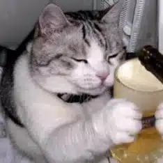 猫野にゃんにゃん