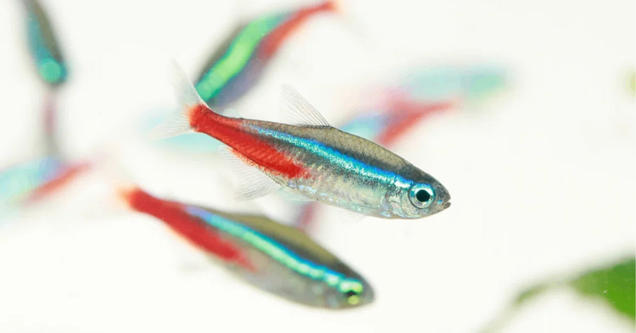 熱帯魚飼育のキホン 〜第1回〜水槽や飼育器具の準備編｜月刊アクア