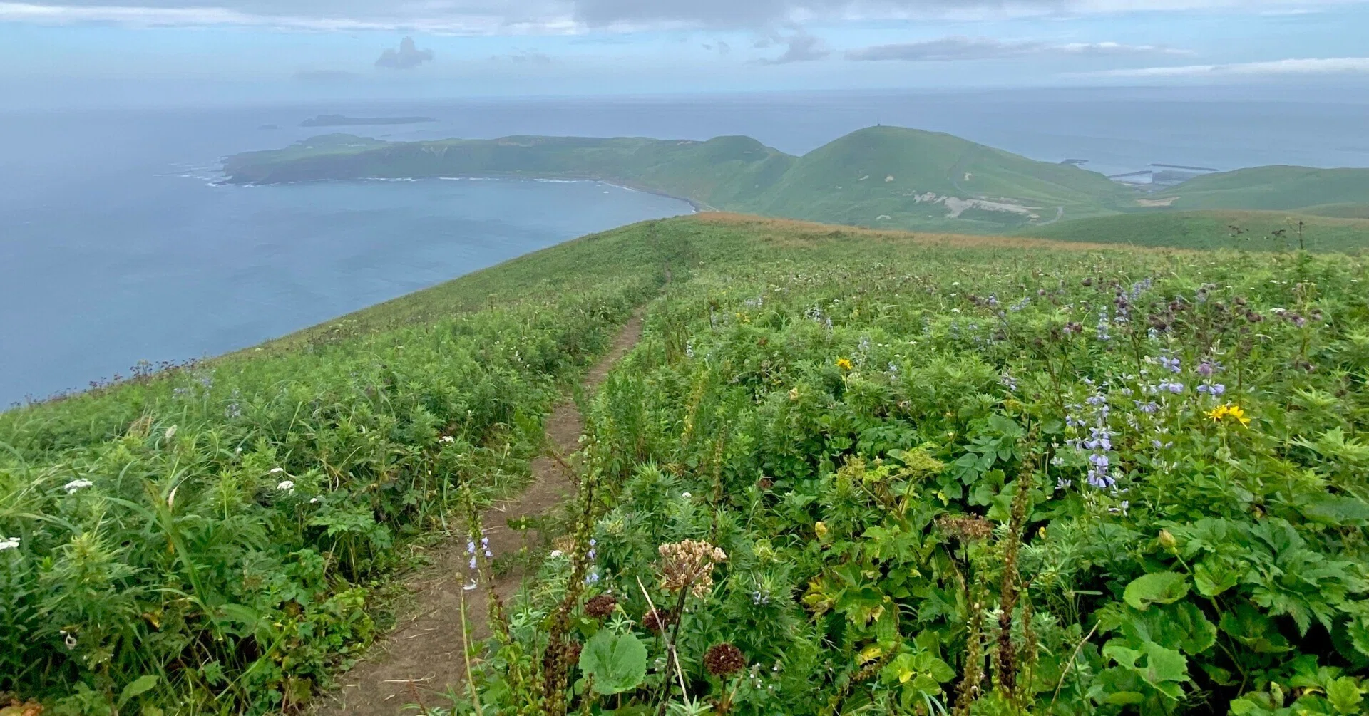 礼文島②｜小雨でも絶景トレッキング、高山植物を愛でる旅【離島めぐり