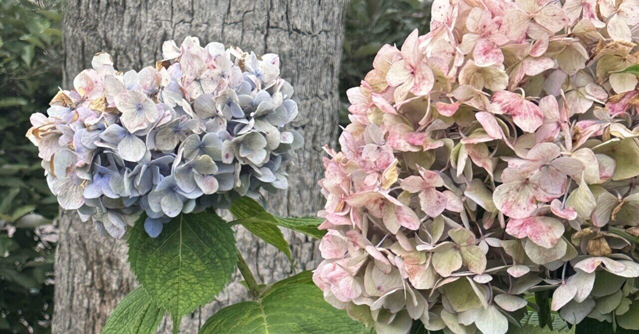 BLOSSOMS」について/「永遠書簡」参加の経緯｜蒼山 螢