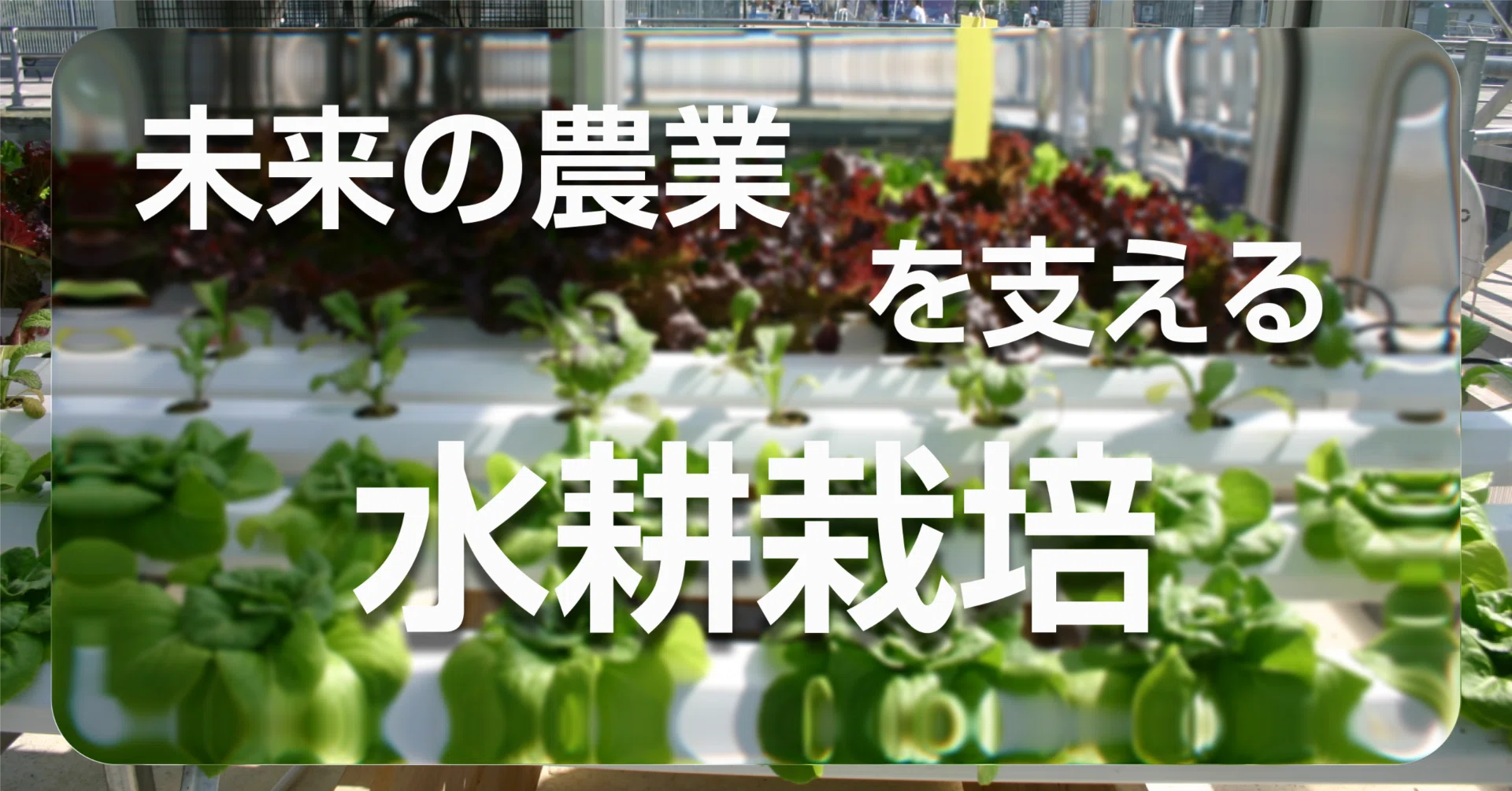 水耕栽培がひらく未来の農業｜OYASAI株式会社