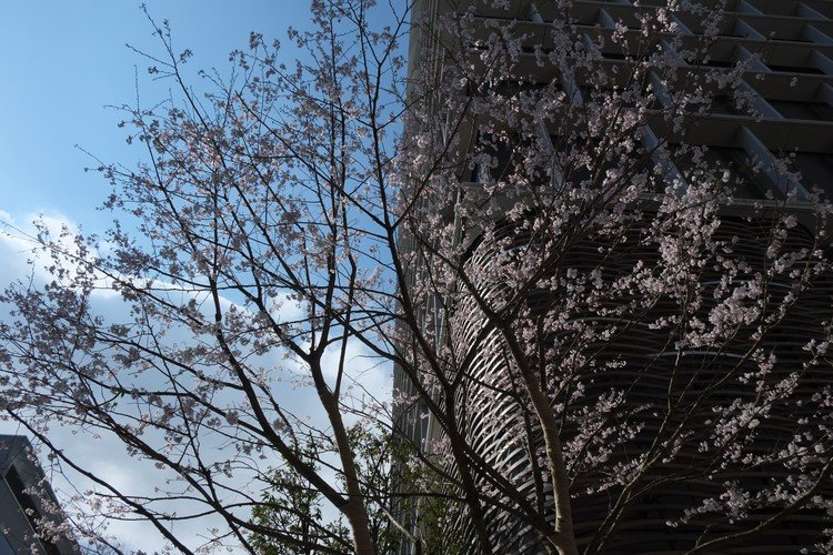 cherry blossoms, Kanda, Tokyo, 15th march 2020