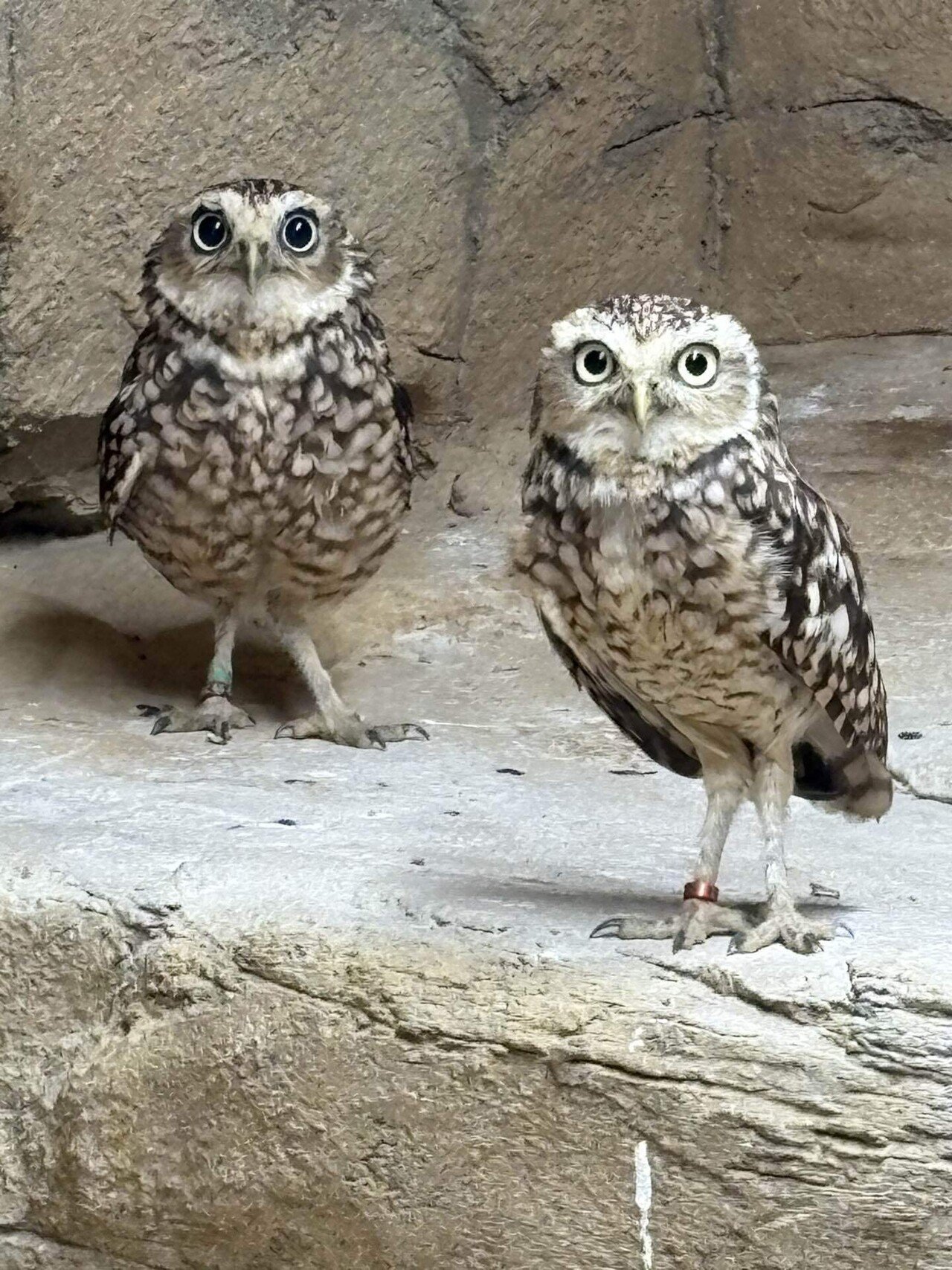 新参者のフクロウさん！？｜那須どうぶつ王国公式note