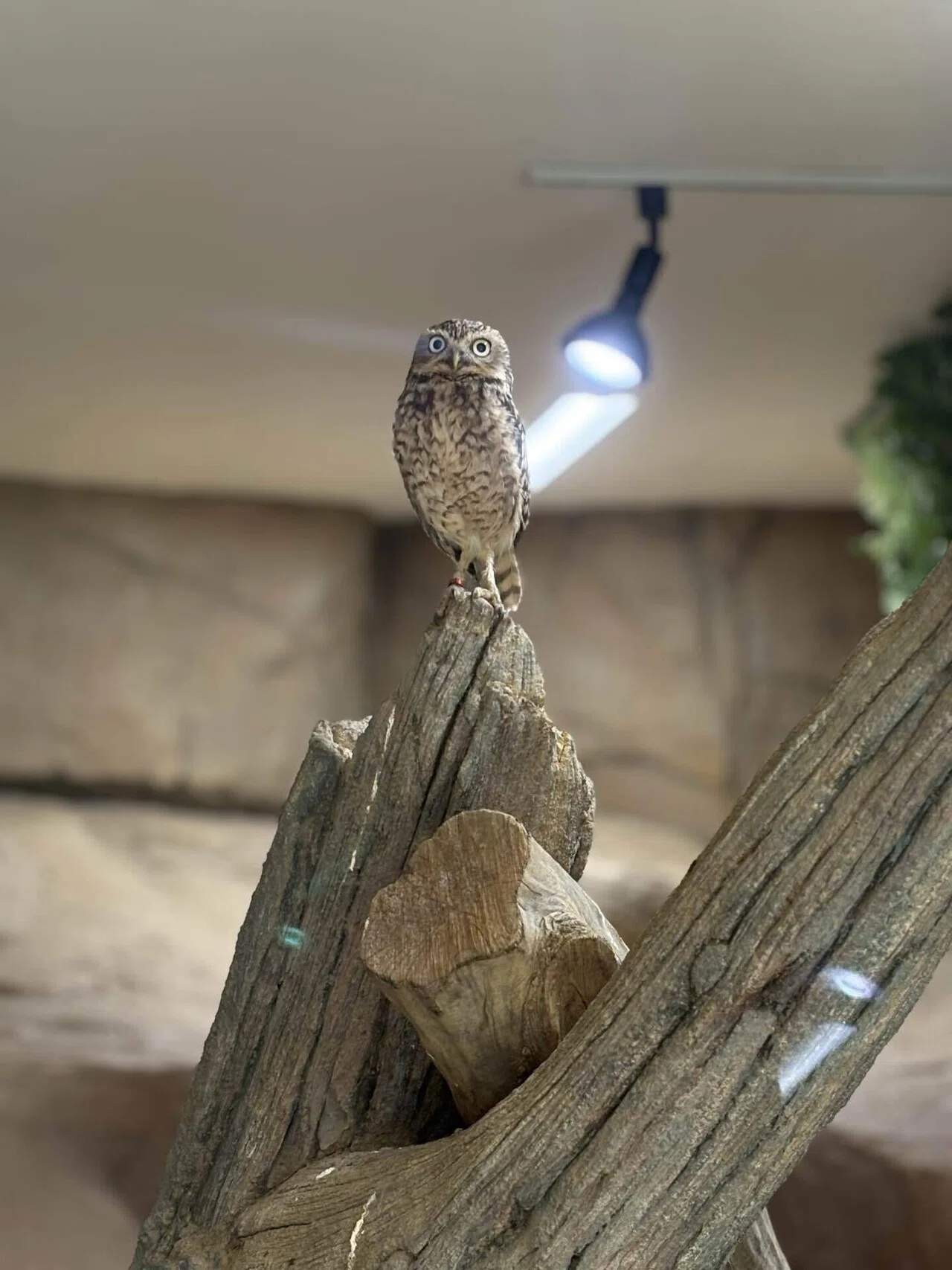 新参者のフクロウさん！？｜那須どうぶつ王国公式note
