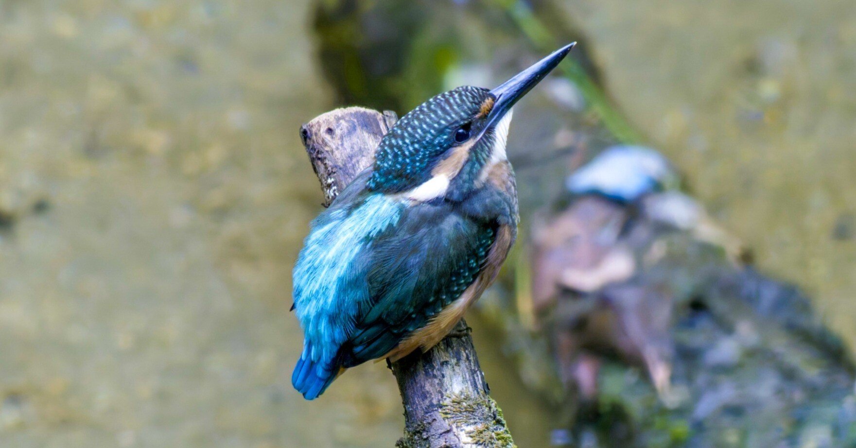 カワセミ幼鳥の羽繕い｜Miya