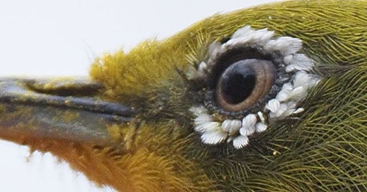 鳥活note メジロ 年3月3日 T Koba Note