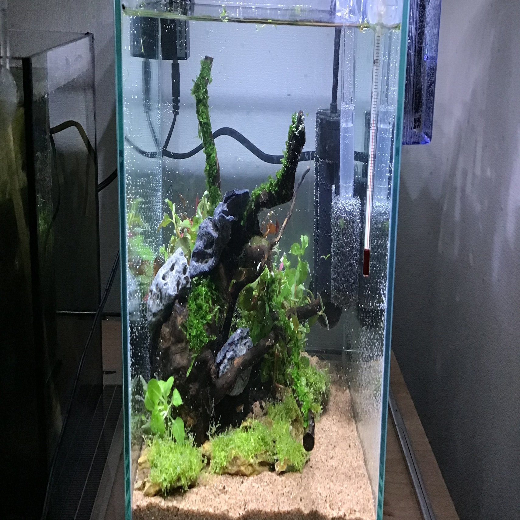 20センチキューブ水槽で詫び草を使った簡単なレイアウト水槽 立ち上げ