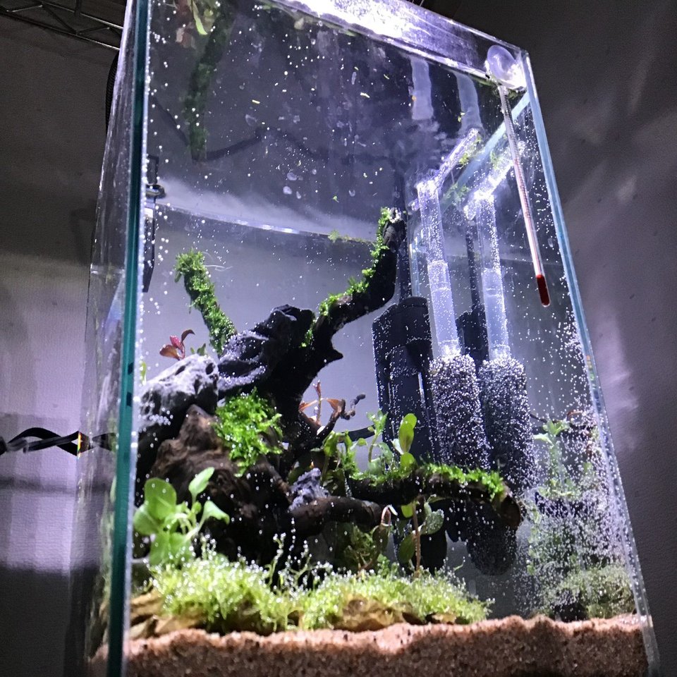 20センチキューブ水槽で詫び草を使った簡単なレイアウト水槽 立ち上げ