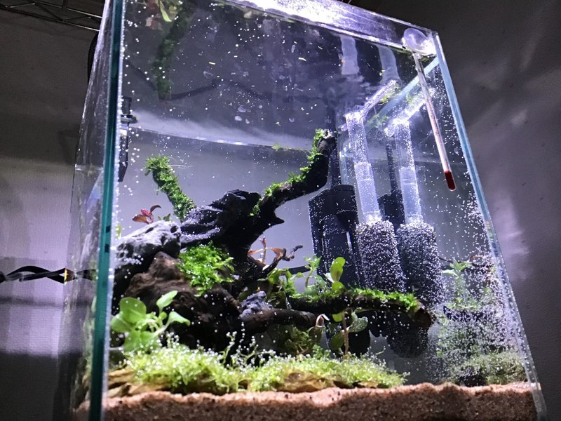 センチキューブ水槽で詫び草を使った簡単なレイアウト水槽 立ち上げ Kakoto Note