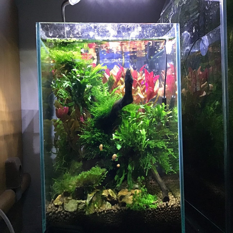 水槽 kouji Amazon | せせらぎビオトープ 水替え不要【水槽セット】 20cm型 【色