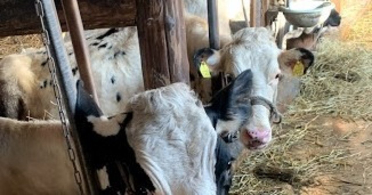 牛 寝ながら仕事してるんですよ ハヤカツ 酪農もitも本業です Note 牛 寝ながら仕事してるんですよ ハヤカツ 酪農もitも本業です Note