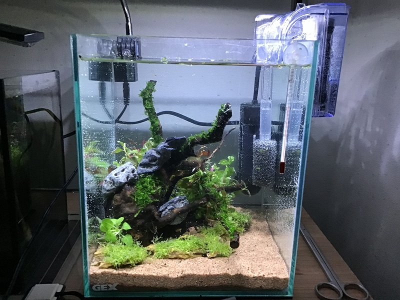 センチキューブ水槽で詫び草を使った簡単なレイアウト水槽 立ち上げ Kakoto Note
