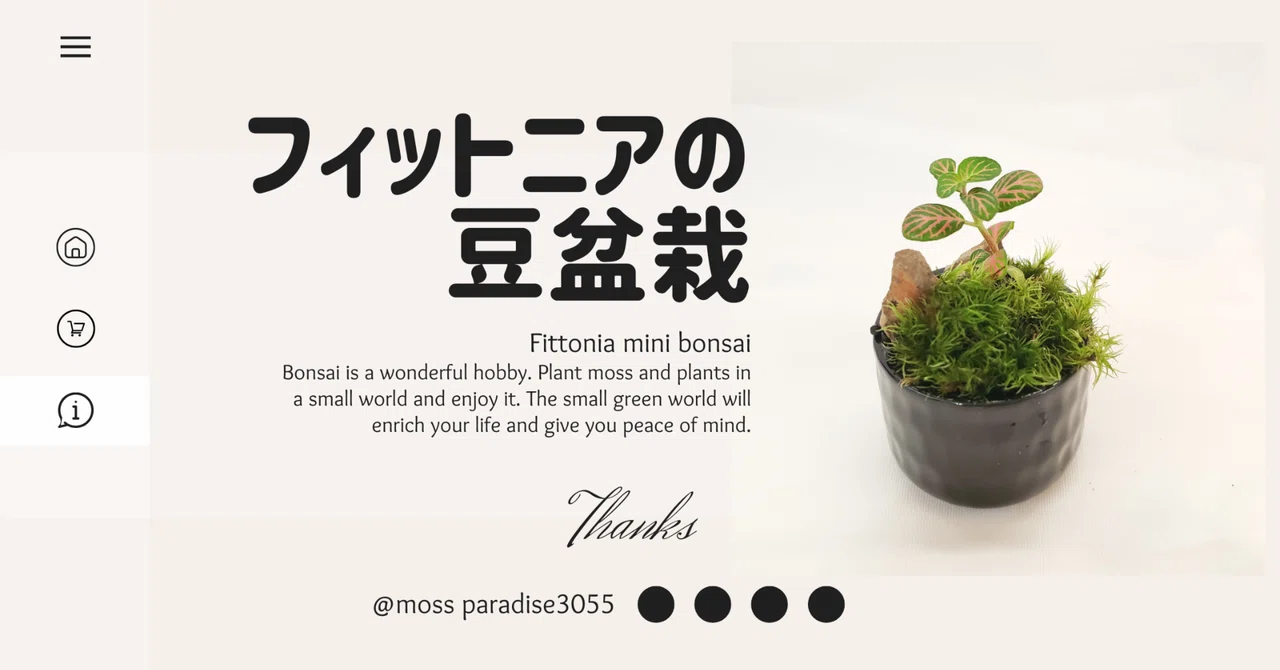 フィットニアの豆盆栽を作ったよ｜moss paradise3055（モスパラ）