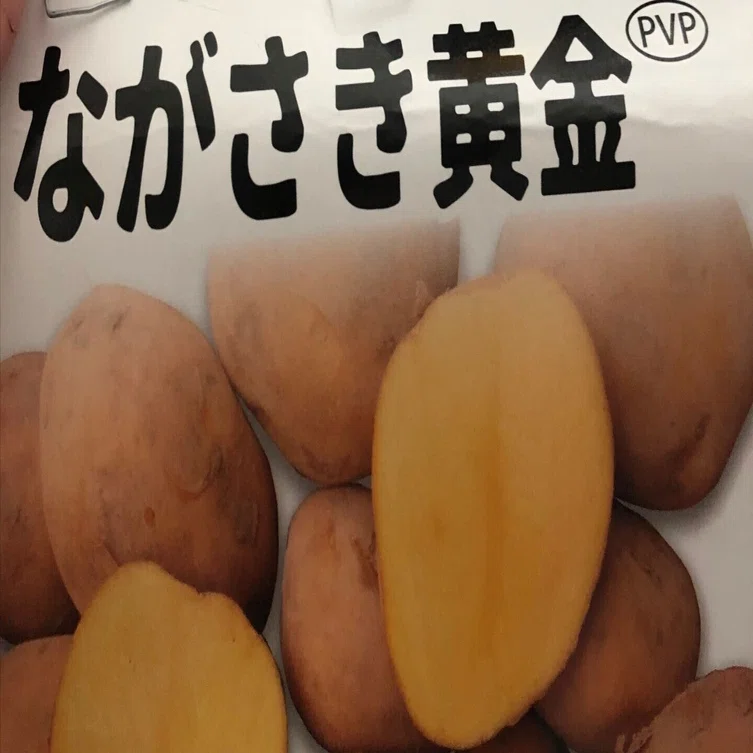 自然農】2025年秋 ジャガイモ観察日記｜小田原散歩