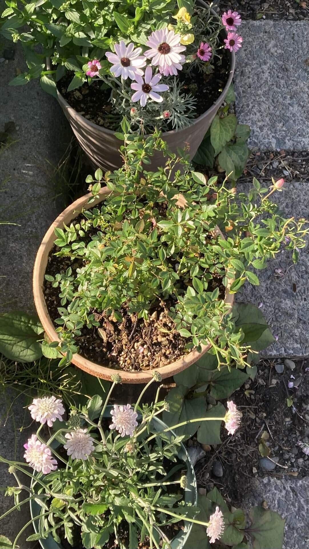 ミニバラの剪定の極意─「バラは切ったら肥料」｜ブラギ@