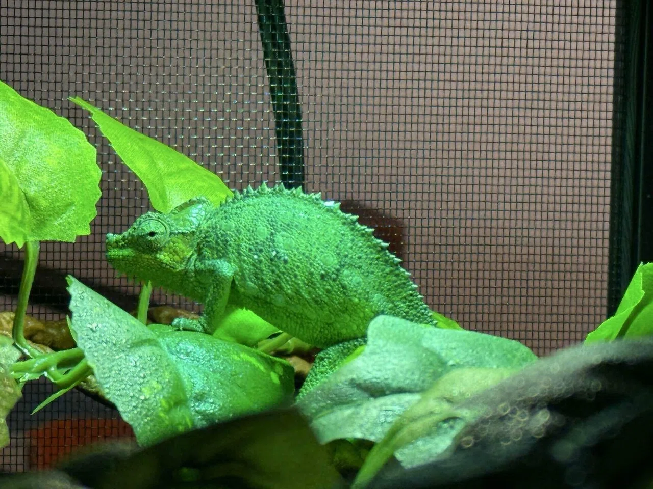 ホーネリーカメレオンの繁殖について｜まちお