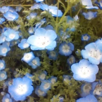 ぬこ