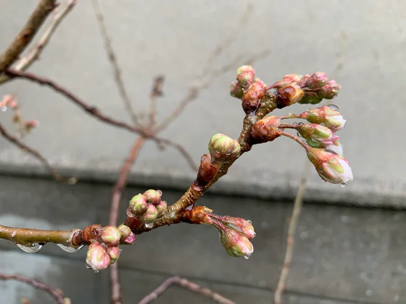 サクランボの開花 平屋私庭日記 ３９ 園園 中山智憲 庭師 Note