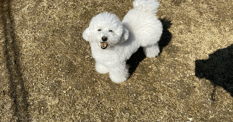 コロナの影響で儲かった仕事は ユキ 犬と暮らすトリマー Note