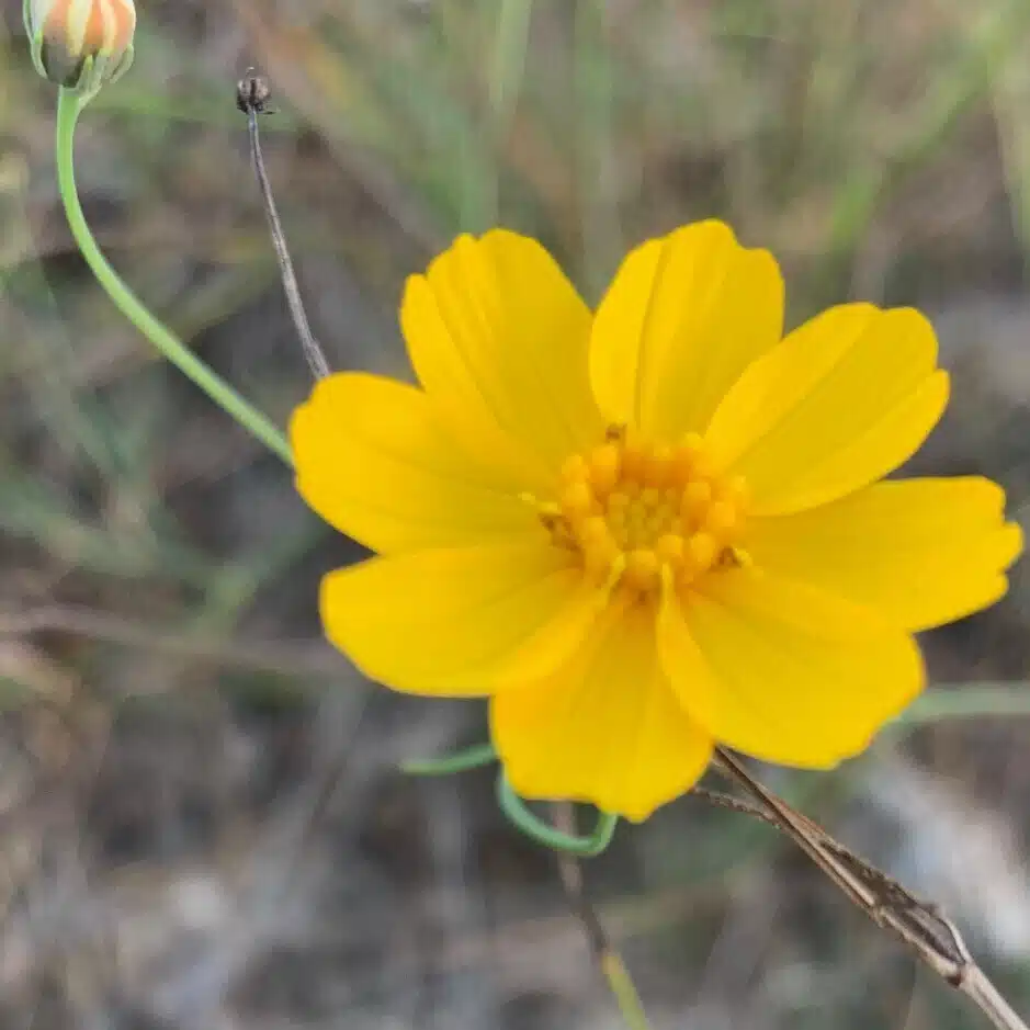 navajotea