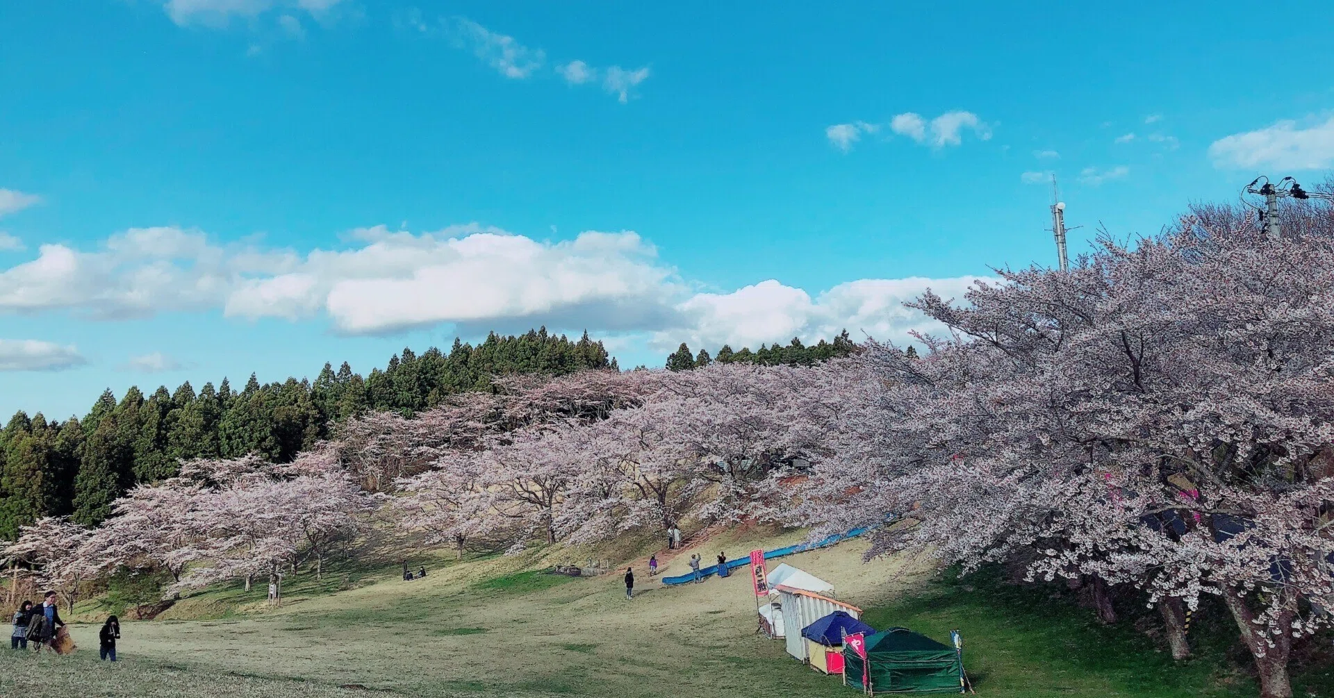 哀愁おっさん旅行記】宮城県大崎市田尻「加護坊山・千本桜・菜の花