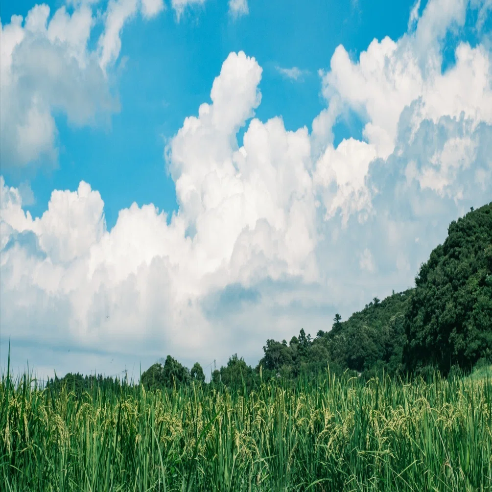島の風景、夏のかけらたち｜ないものはない 海士町公式 note
