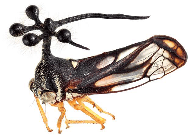 ボッキディウム・チンチンナブリフェルムについて｜七福