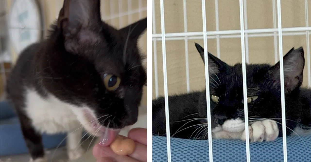 The Black and White Cat Succeeds at 'Hand-Feeding' [Syspo Rescue Cat ...