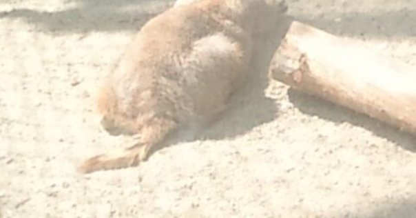 岡田利規 わたしたちに許された特別な時間の終わり｜沢 瞳加