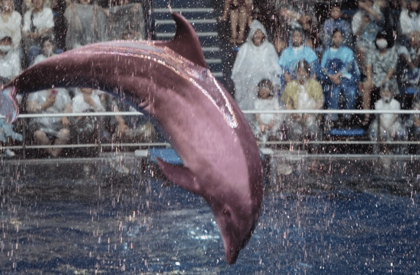 水族館に行って4回連続でイルカショーを見た話┃おでかけ｜桜内まつり