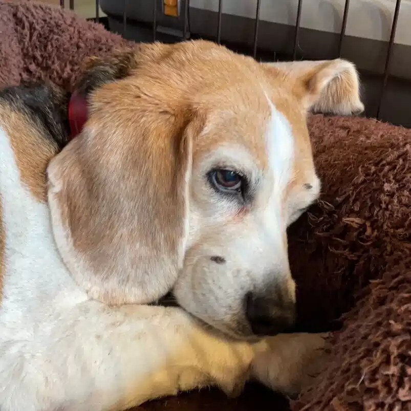ほろ酔い獣医の犬猫診療メモ