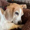 ほろ酔い獣医の犬猫診療メモ