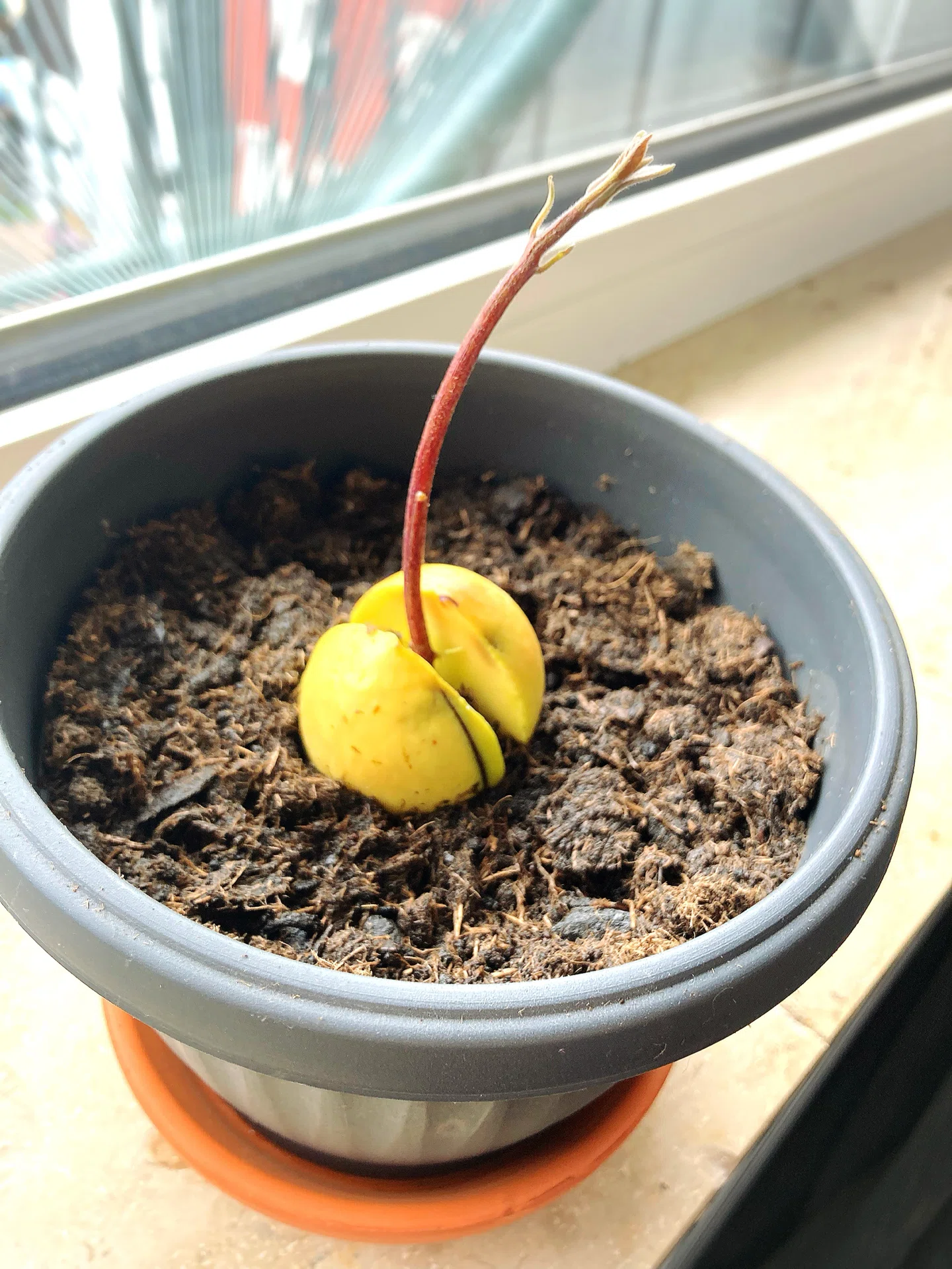 アボカド栽培44日目⁂ ついに鉢植えに変えました🪴 毎日水耕栽培で水