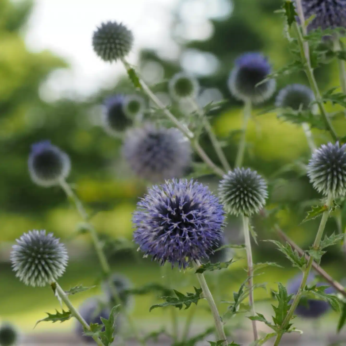 Echinops