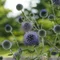 Echinops